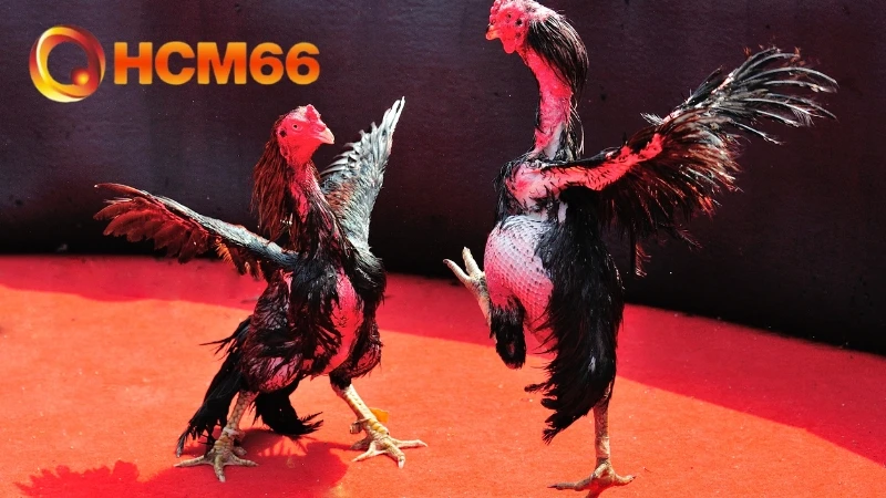 Cách nhận biết gà đá hay qua ánh mắt tinh anh, đầy sắc bén