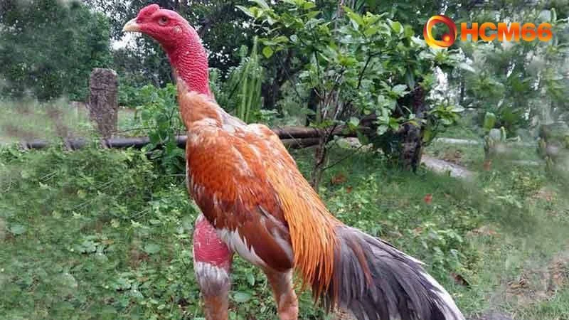 Top 5 Gà Chọi Đẹp Nhất Việt Nam, Tuyệt Phẩm Chiến Kê 2025 3 Gà chọi đẹp nhất Việt Nam Tía Kinh Kong – Oai phong và lối đánh mạnh mẽ