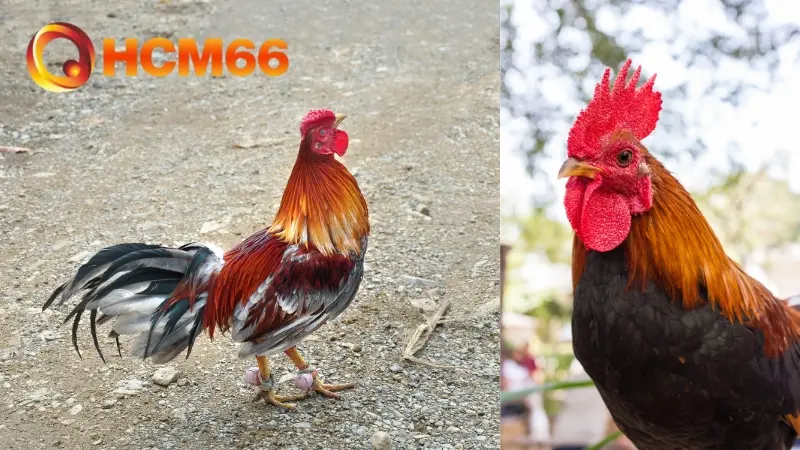 Mỏ cứng và cổ liền là cách nhận biết gà đá hay chuẩn xác