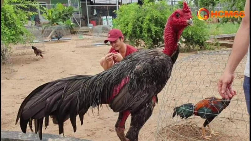 Top 5 Gà Chọi Đẹp Nhất Việt Nam, Tuyệt Phẩm Chiến Kê 2025 1 Nhà cái hướng dẫn phân loại giống gà chọi đẹp nhất Việt Nam