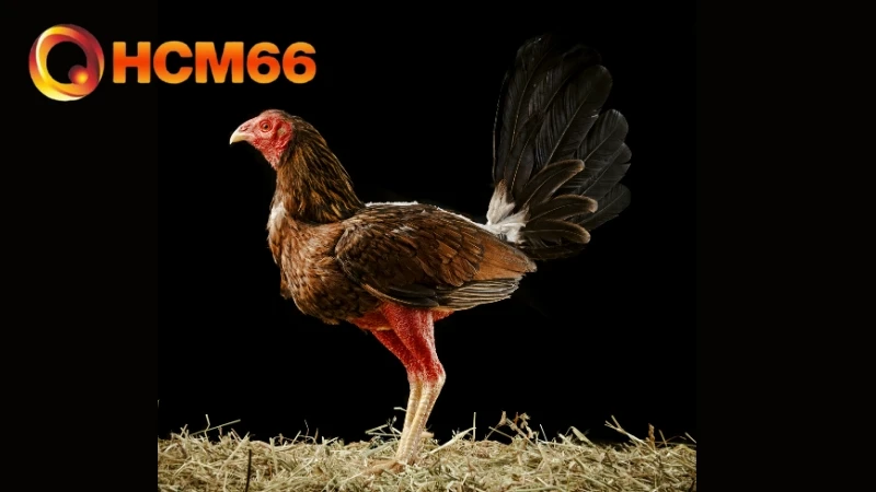 Cách nhận biết gà đá hay qua hình thể cân đối và xương chắc khỏe