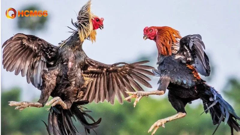 Top 5 Gà Chọi Đẹp Nhất Việt Nam, Tuyệt Phẩm Chiến Kê 2025 2 Top 5 gà chọi đẹp nhất Việt Nam, tinh hoa của giới chiến kê